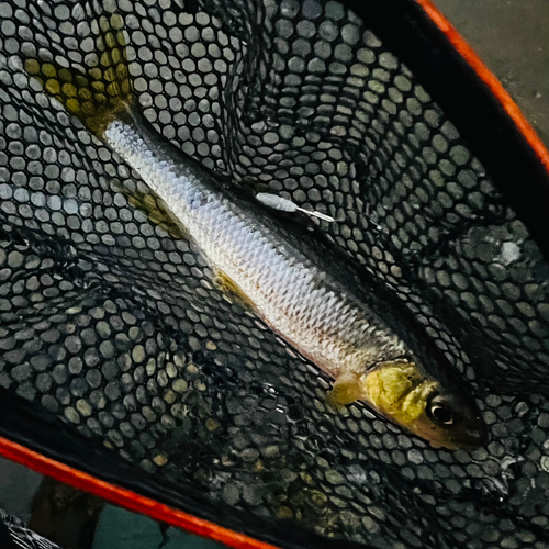 カワムツの釣果