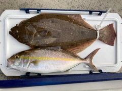 ヒラメの釣果