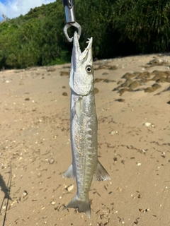 カマスの釣果