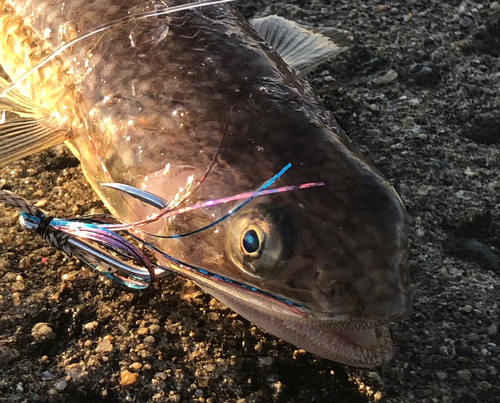 エソの釣果