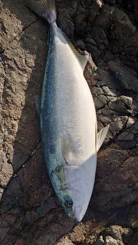 ワラサの釣果