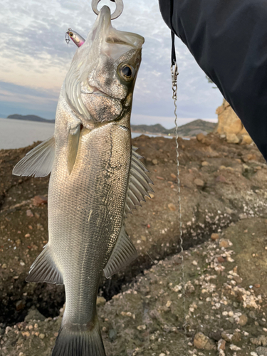 セイゴ（ヒラスズキ）の釣果