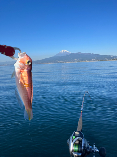 アマダイの釣果