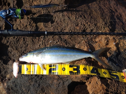 ツムブリの釣果