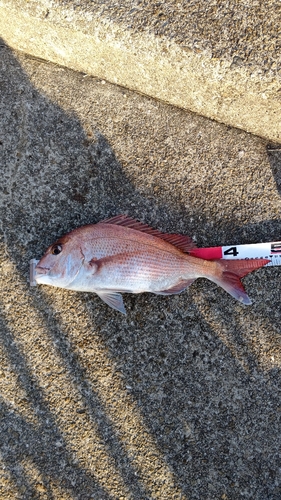 マダイの釣果