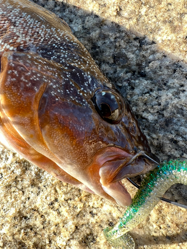 アイナメの釣果