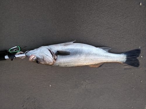 スズキの釣果