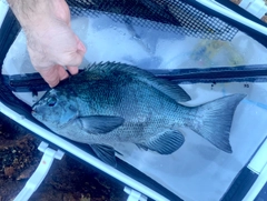 メジナの釣果