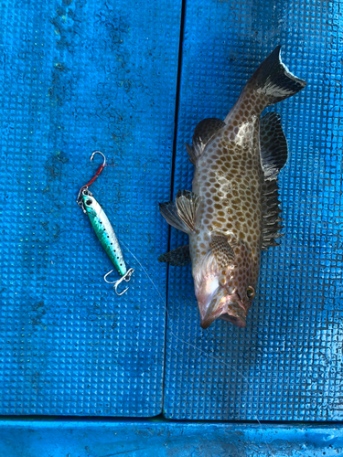 オオモンハタの釣果