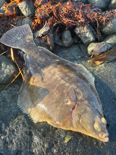 マコガレイの釣果