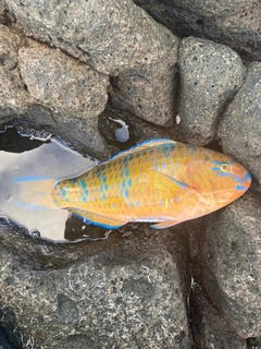 ヒブダイの釣果