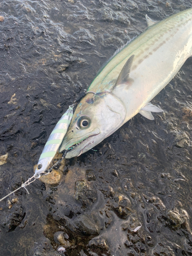 サゴシの釣果