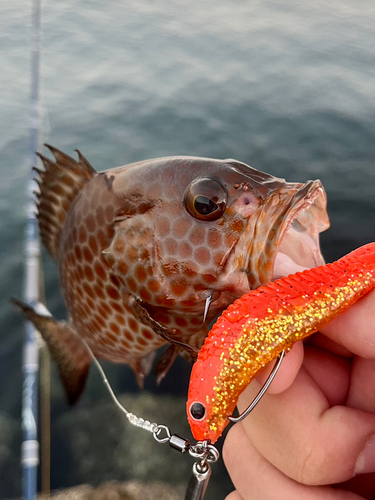 オオモンハタの釣果