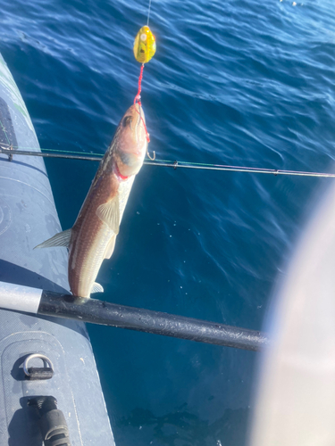 エソの釣果