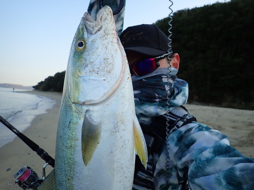 メジロの釣果