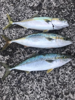 ハマチの釣果