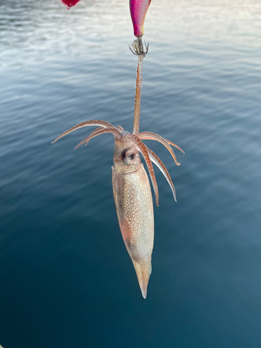 スルメイカの釣果