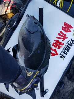 グレの釣果