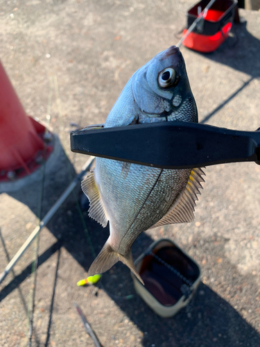 ウミタナゴの釣果