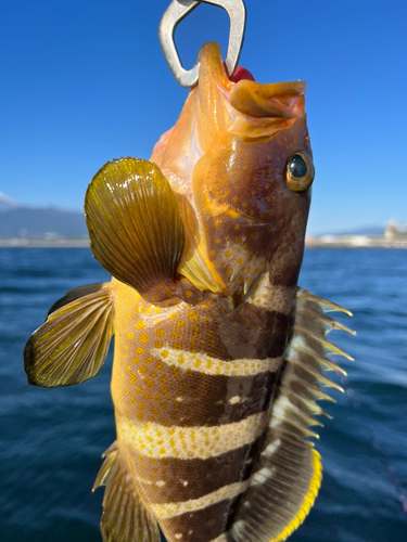 アオハタの釣果