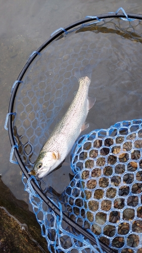 ニジマスの釣果