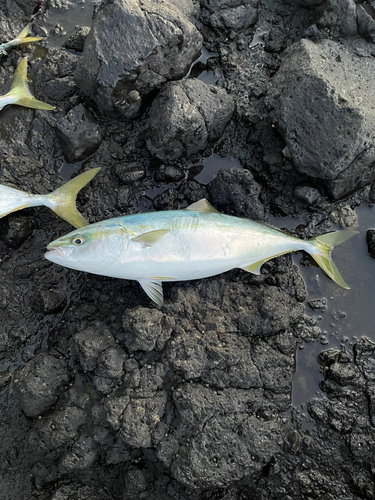 イナダの釣果