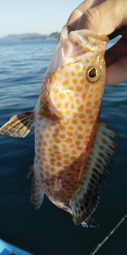 オオモンハタの釣果