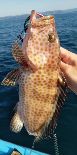 オオモンハタの釣果