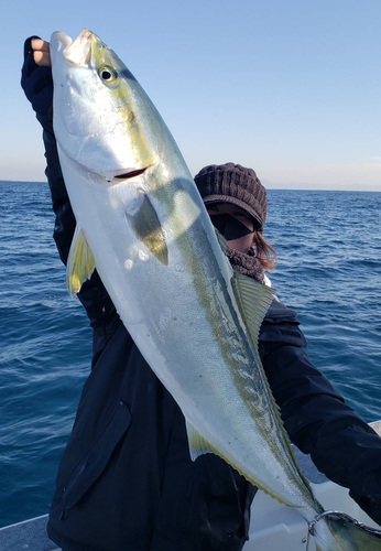 ブリの釣果