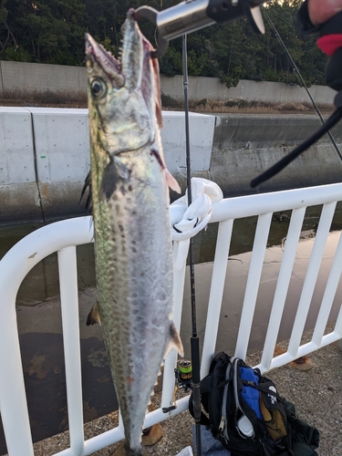 サゴシの釣果