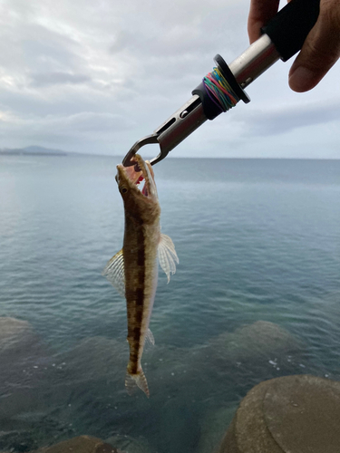 エソの釣果