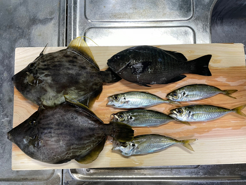 カワハギの釣果