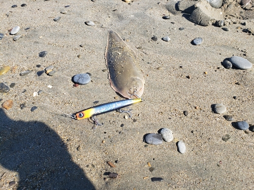 シタビラメの釣果