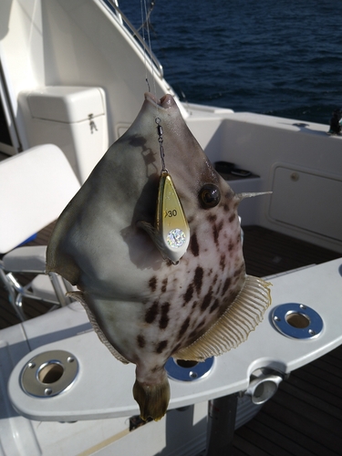 カワハギの釣果