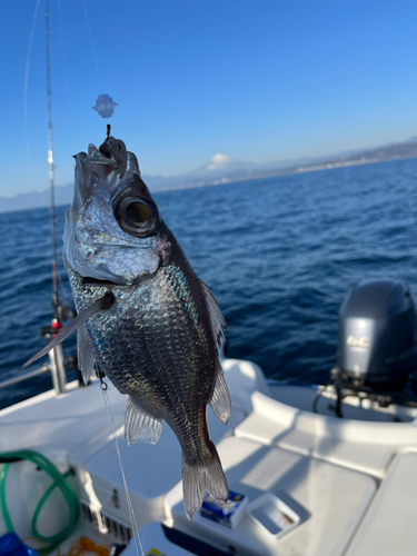 シロムツの釣果