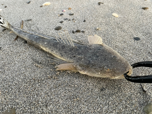 マゴチの釣果