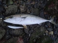 ハマチの釣果