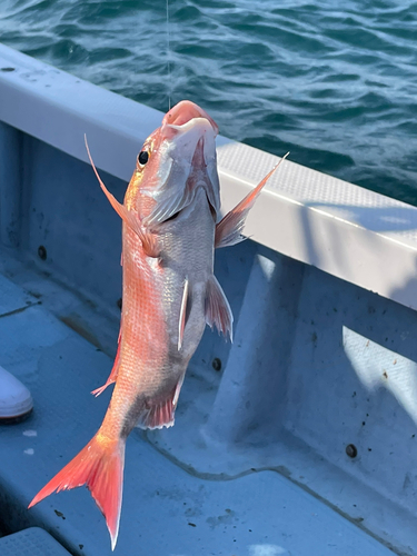 タイの釣果