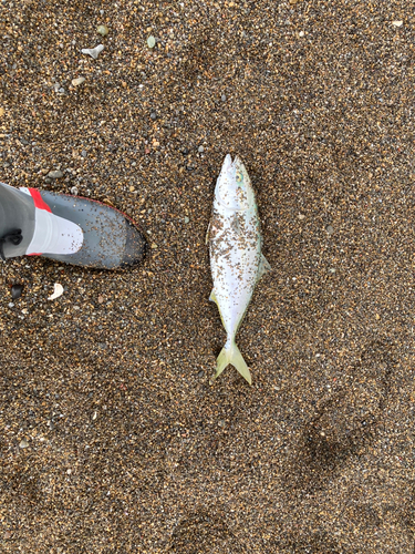 イナダの釣果