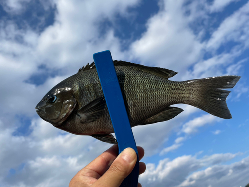 メジナの釣果