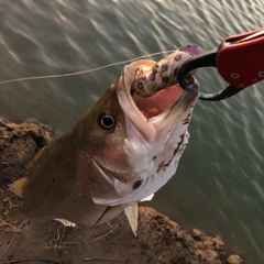 タイリクスズキの釣果