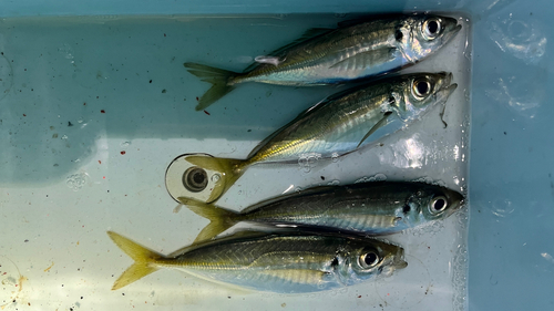 マアジの釣果