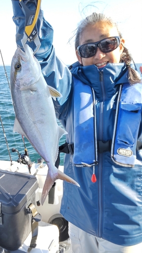 ショゴの釣果