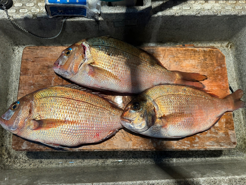 マダイの釣果