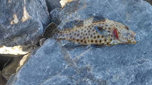 ヒトミハタの釣果