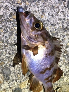 メバルの釣果