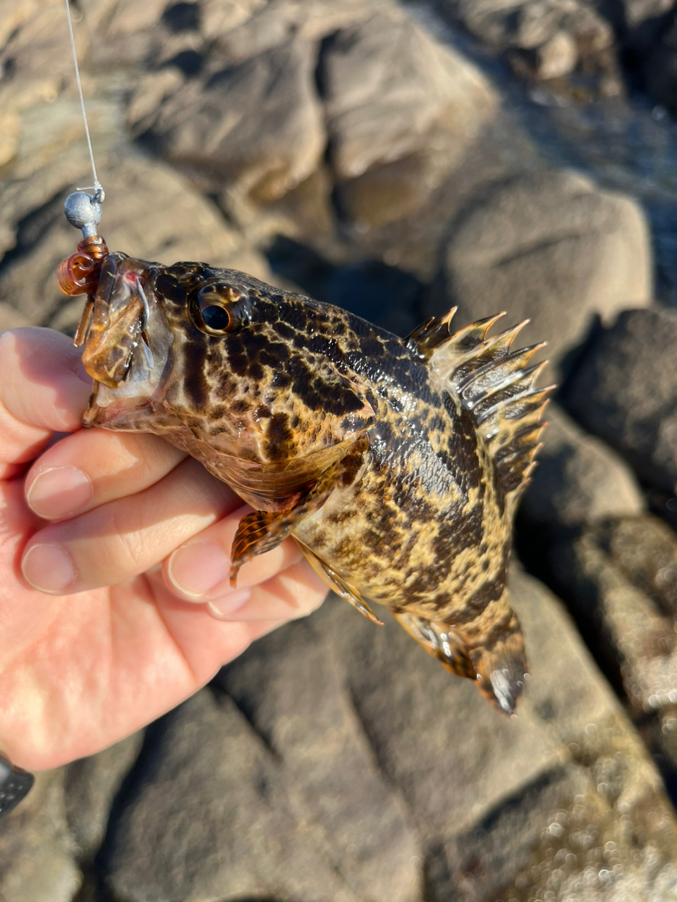 タケノコメバル