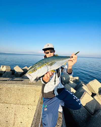 ハマチの釣果