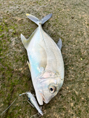 メッキの釣果