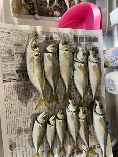 アジの釣果